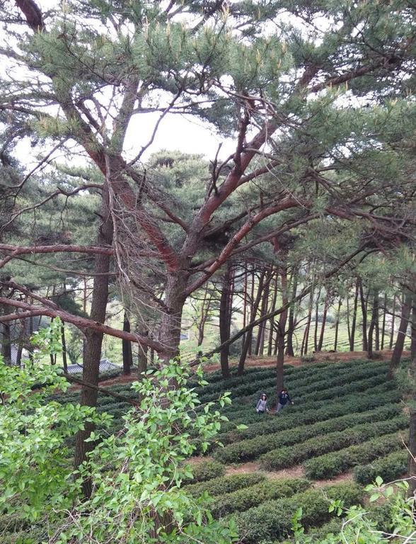 Hotel Korean Traditional House - Chungnokdang Boseong Esterno foto